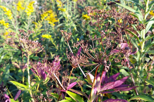 sunny image with many plants in the background, and slender maroon umbels in the foreground