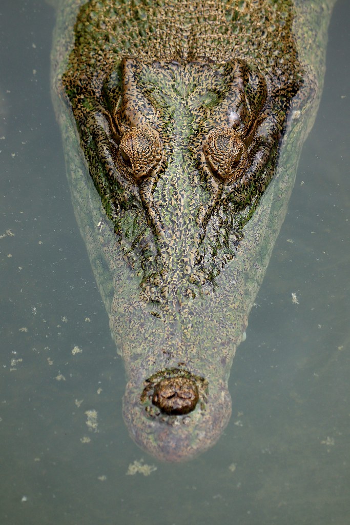 Philippine Crocodile - Cebu Safari & Adventure Park