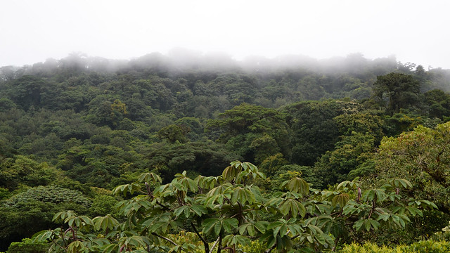 Etapa 7. Monteverde (Selvatura, canopy+ colibrís) - Ruta de 17 días por Costa Rica con niña de 7 años (10)
