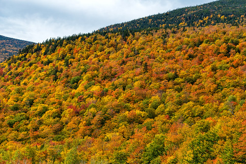 autumn hillside newhampshire whitemountains fall foliage whitemountainnationalforest trees rpg90901 whitemountainrd fallcolor canon 6d canonef70200mmf28lisiiusm canon70200f28lll 2016 october 1129 forest morning clouds landscape