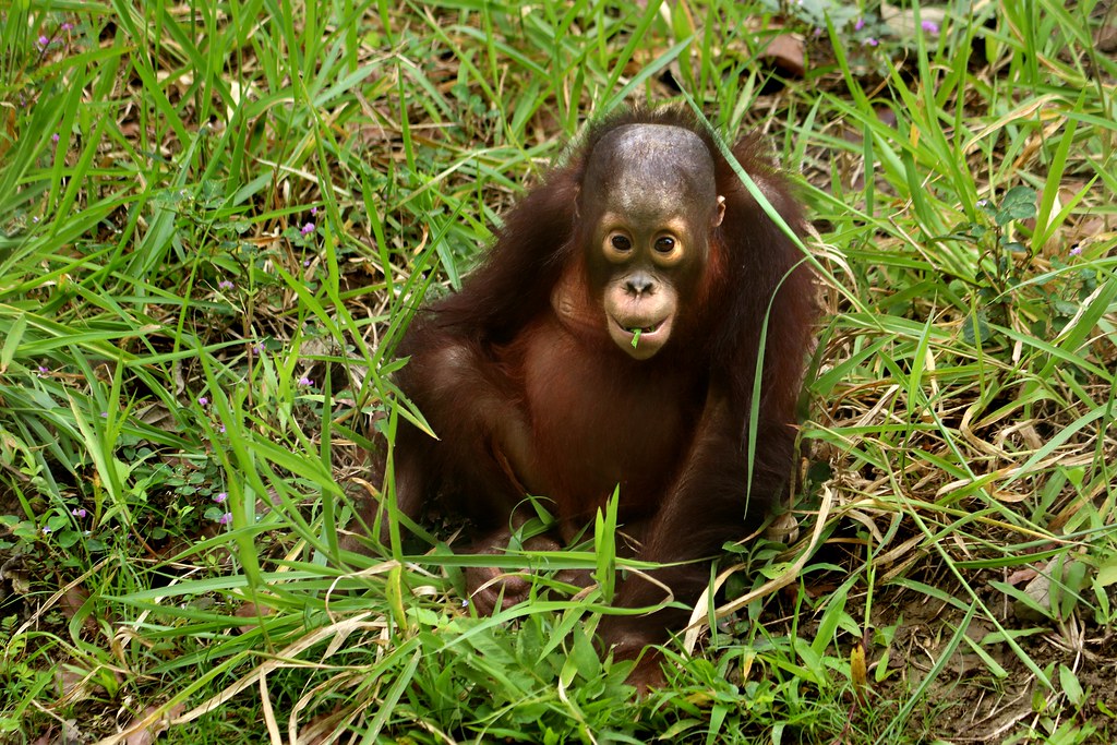 Orangutan - Cebu Safari & Adventure Park