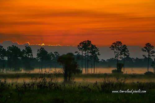 sunrise sun fog foggy weather marsh trees grasses landscape nature mothernature outdoors pineglades naturalarea pinegladesnaturalarea jupiter florida usa