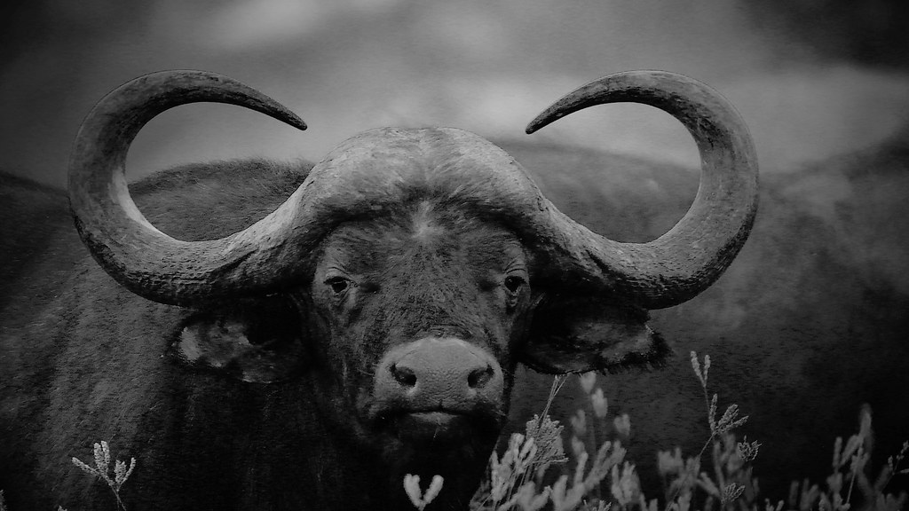 Image result for dangerous black buffalo