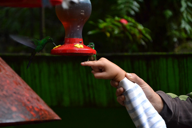 Etapa 7. Monteverde (Selvatura, canopy+ colibrís) - Ruta de 17 días por Costa Rica con niña de 7 años (6)