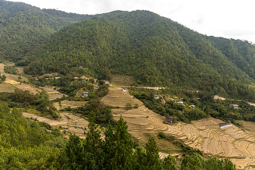 trees ricefield landscape asia cloud valley skyline sky outdoor hymalaya punahka bhutan mountain clouds farming outside paddyfield ricepaddy tree