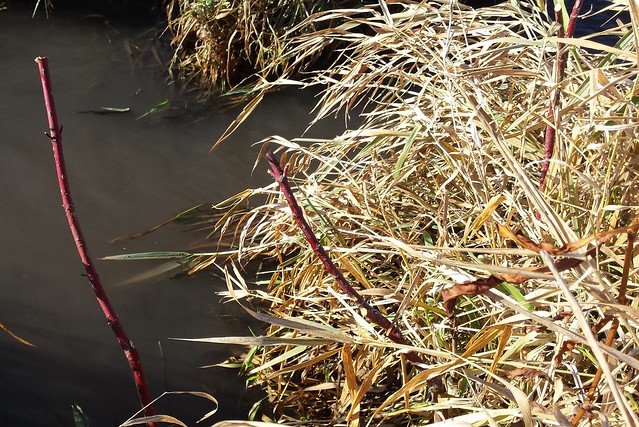 light-brown grasses to the right of a brownish creek, with two bright red sticks poking out of the grass and one poking out of the water