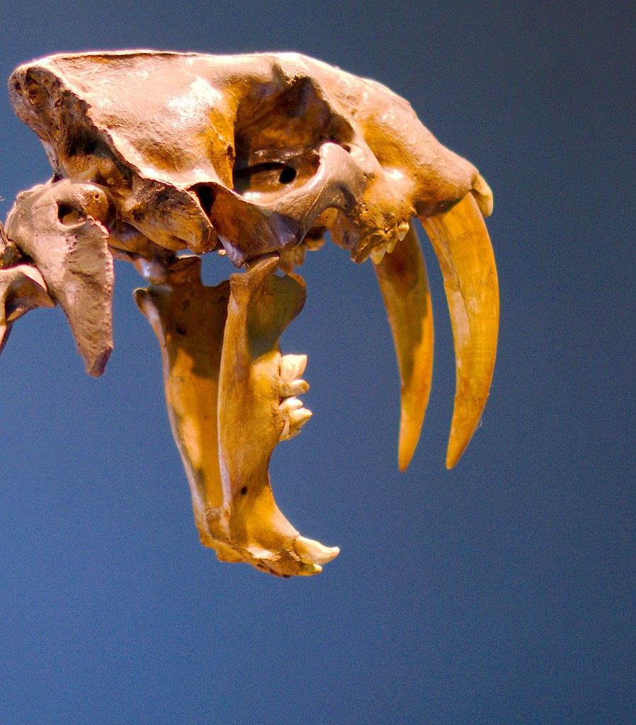 Fossil Saber-toothed Cat