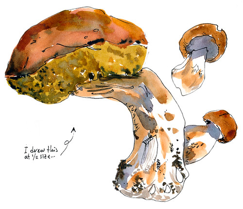 Sketchbook #110: Mushrooms