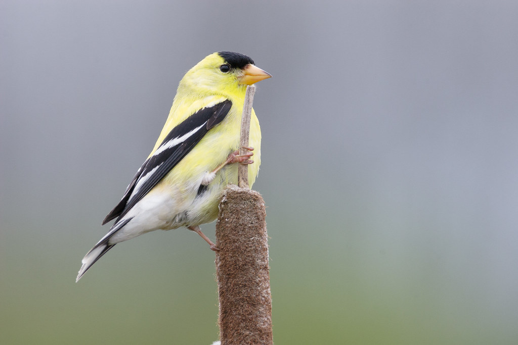 A male American goldfinch perches on a cattail at Ridgefield National Wildlife Refuge