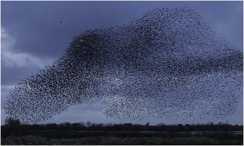 starlings murmuration birds flocks birdphotography nature naturephotography canon100400lens canon7dmk11