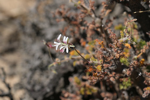 Pelargonium alternans in wild