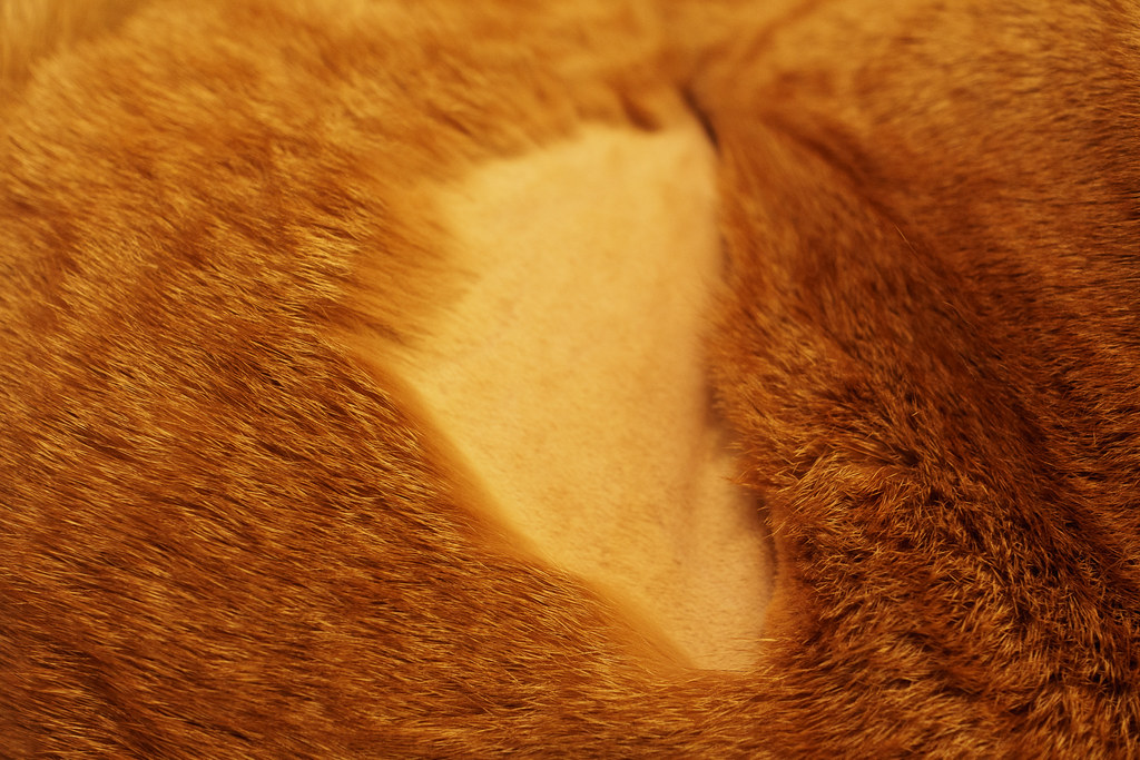 A close-up view of our cat Sam's fur where he got shaved for an ultrasound