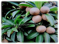 Oval to ellipsoidal brown fruits of Manilkara zapota (Sapodilla, Sapote, Naseberry, Chicle Gum, Chiku in Malay), 22 Dec 2017