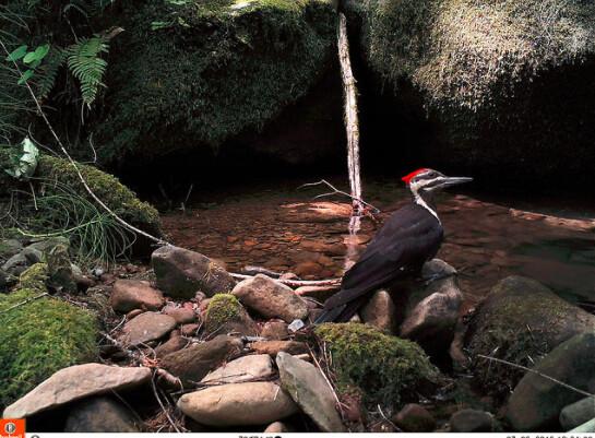 Pileated Woodpecker at the creek I Dys_ - https___www.flickr.com_photos_15074