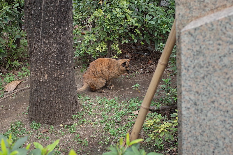 新橋桜田公園の猫。錆虎