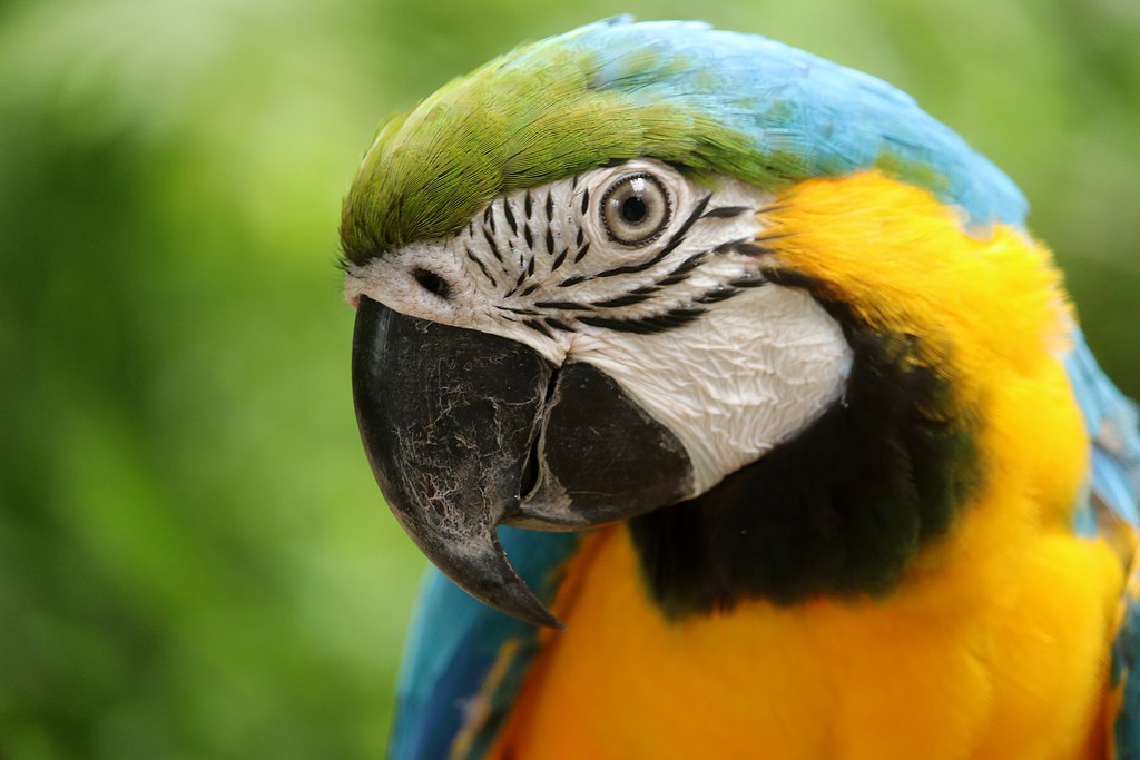 Blue-and-Yellow Macaw - Cebu Safari & Adventure Park
