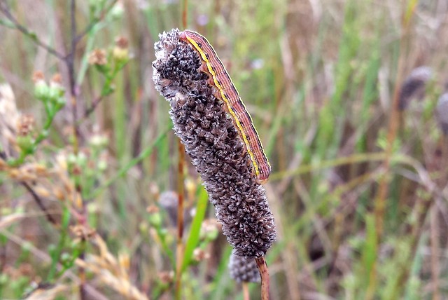 purple prairie clover seedhead tilting to the left, on the right sidea mostly red caterpillar with a yellow stripe near its feet