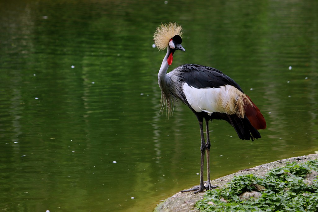 Grey Crowned Crane - Cebu Safari & Adventure Park