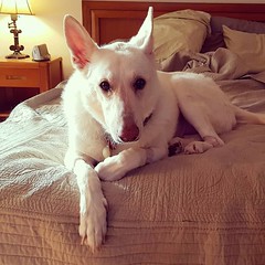 Someone won't let me make the bed. #dogsofinstagram #cassiethedog #whitegermanshepherd