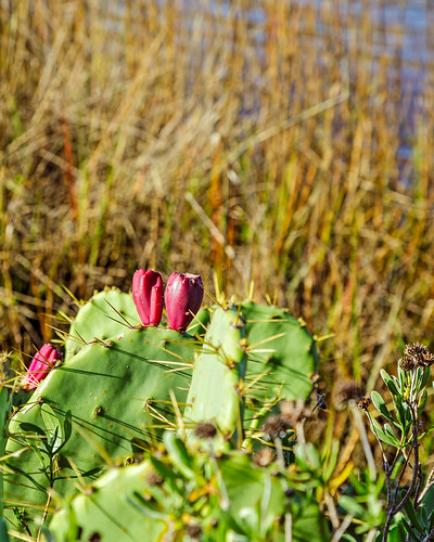 cactus coastal estuary fruit grass marsh marshland oquinnestuary pricklypear saltmarsh wetlands hitchcock texas unitedstates us