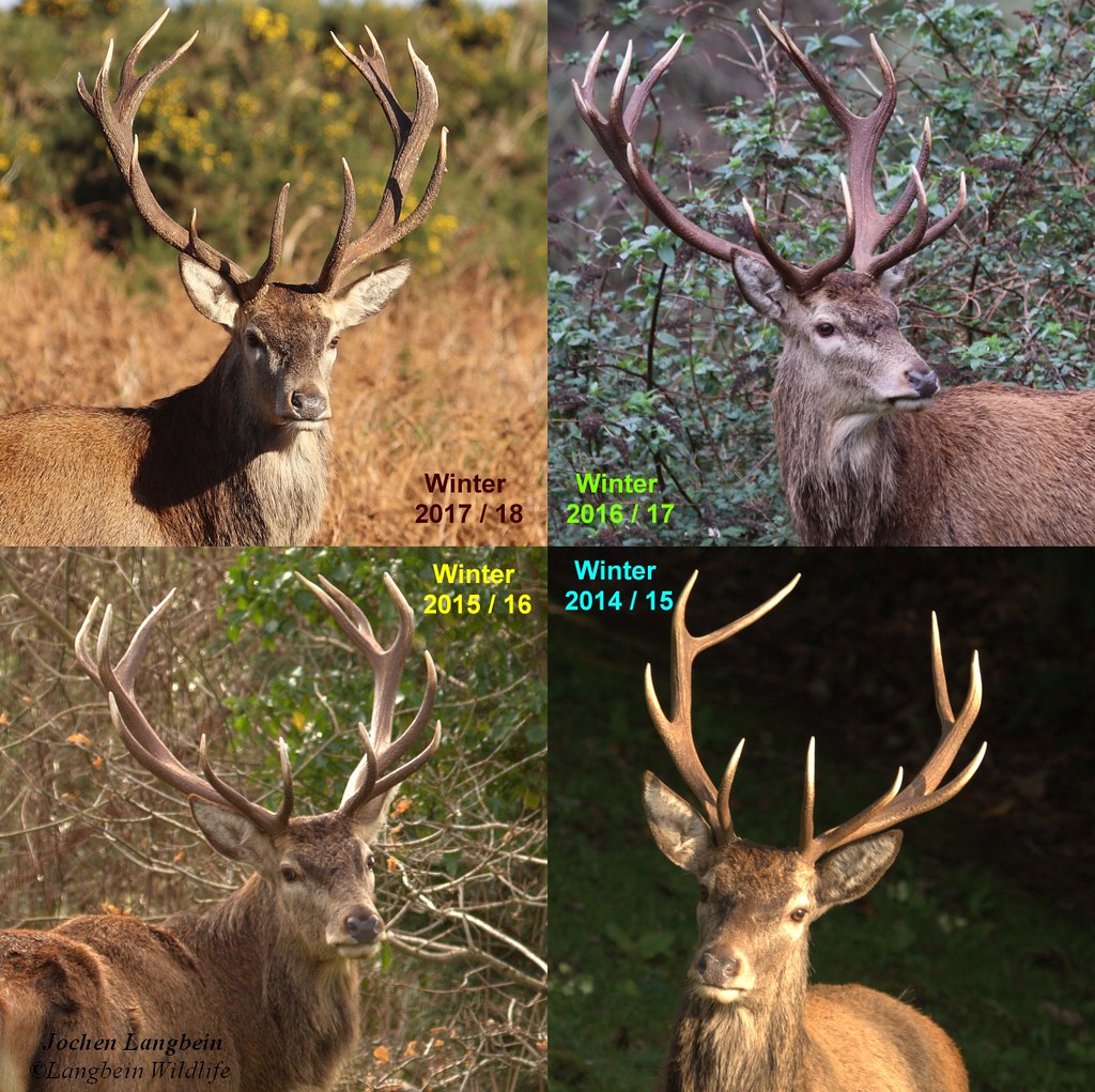 One stag - Four Years