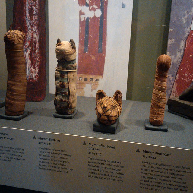 Mummified Cats at the Smithsonian Natural History Museum