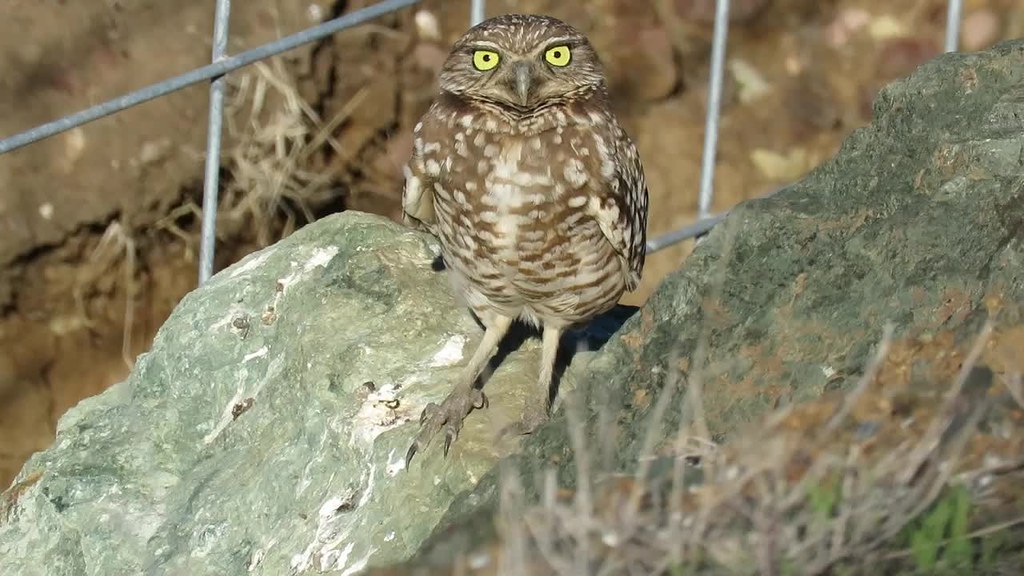 Burrowing Owl (Athene cunicularia), Turri Road, Los Osos, CA