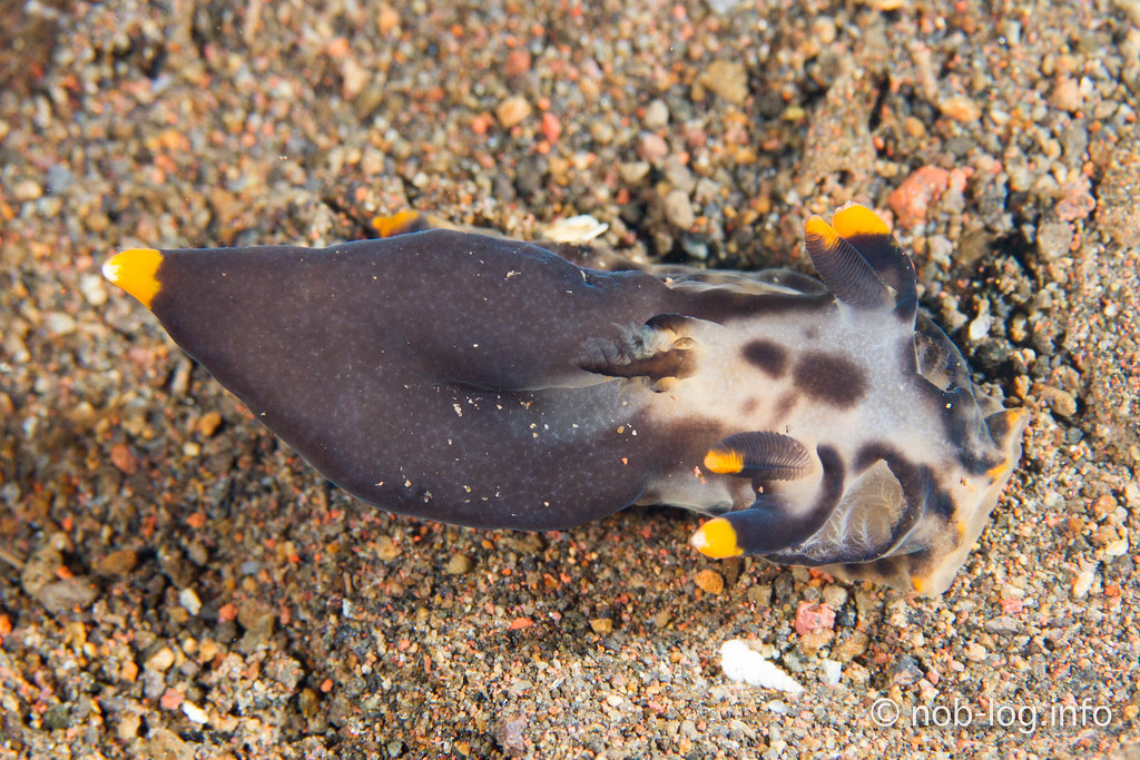 ツノザヤsp.