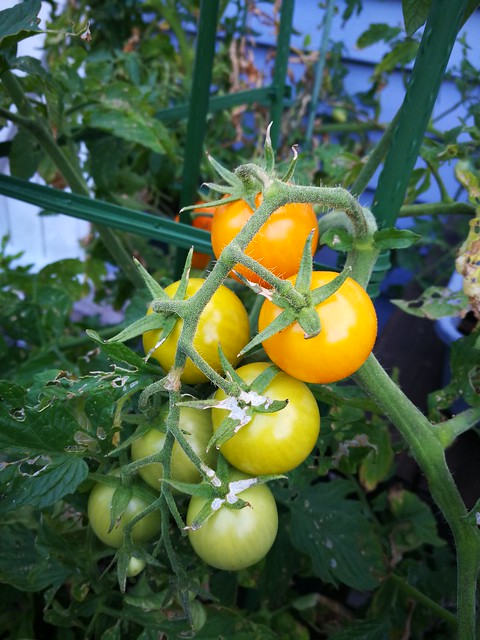 sunray tomato