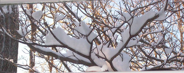 snowy dogwood branches