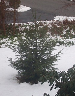 snowless baby tree