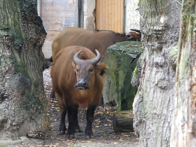 Rotbüffel, Zoo Dresden