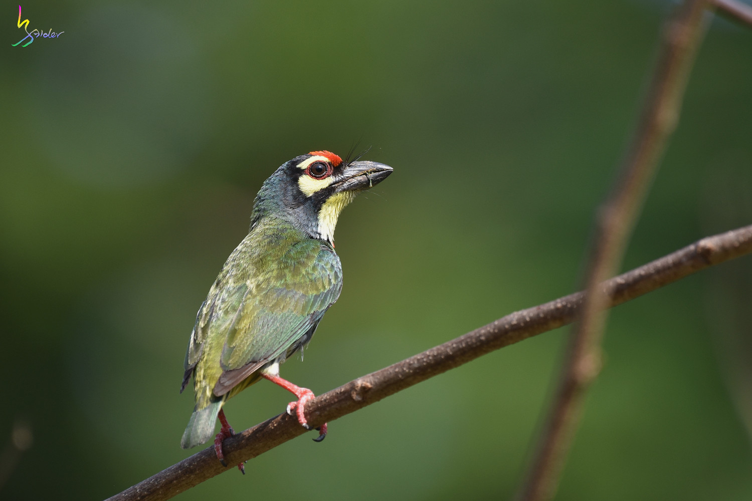 Coppersmith_Barbet_5117