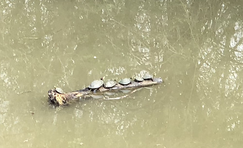 San Antonio - Turtles on the trail