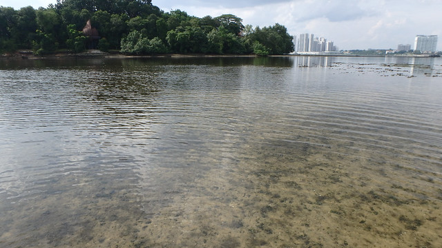 Clear water with bloom of unidentified clams (Family Mytilidae) at Kranji
