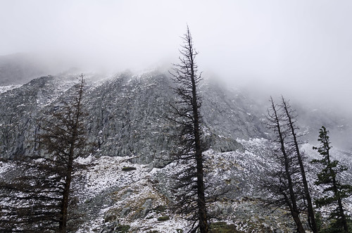 snow tree mountain colorado