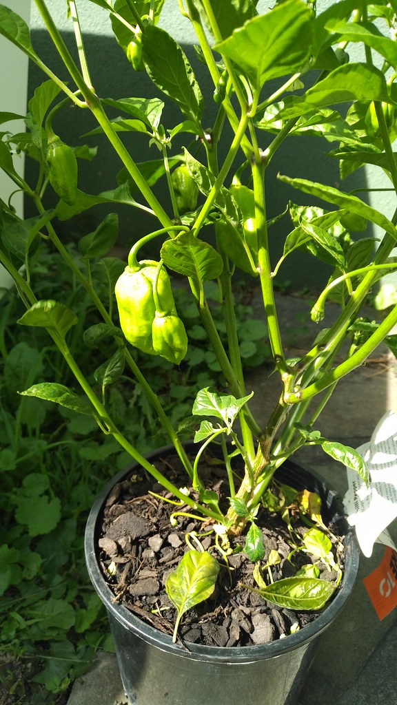 Just found a new home for this Ghost Chilli... My home!