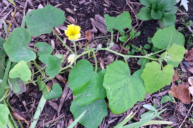 short squash vine with one yellow flower, viewed from above