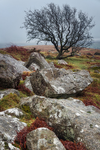dartmoor devon morning landscape landscapephotography landscapes tor england greatbritain rocks tree trees canon efs1585mmisusm eos100d eos