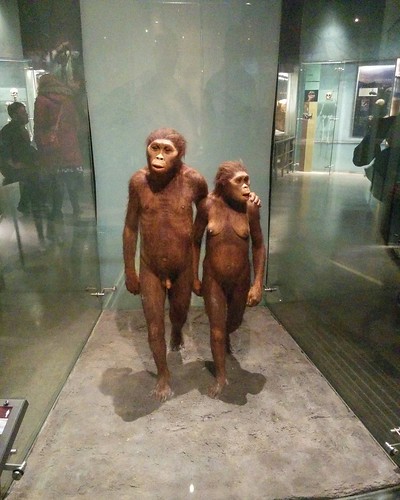 Laetoli pair #newyork #newyorkcity #manhattan #amnh #hominid #human #primate #australopithecus #laetoli #americanmuseumofnaturalhistory #latergram