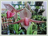 Paphiopedilum rothschildianum (Rothschild’s Slipper Orchid, Gold of Kinabalu Orchid)