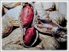 Pod of Arachis hypogaea (Groundnut, Peanut, Earthnut, Monkey Nut, Kachang Goreng/Tanah in Malay) with 2 soft seeds, 10 Jan 2018