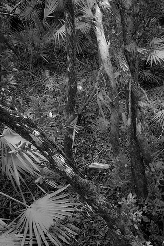 thicket floridaoaktrees palmfronds atlanticcenterforthearts newsmyrnabeach florida nikond3300 sigma1850mmexdcmacro blackandwhite monochrome monochromatic landscape