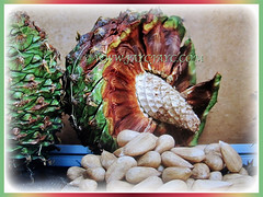 Mesmerising cones and edible nuts of Araucaria bidwillii (Bunga Pine, Bunya-Bunya Tree, False Monkey Puzzle Tree, Queensland Pine), 8 Feb 2018