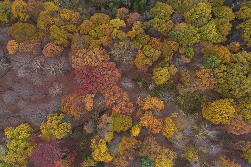 november 2017 aerialphotography quadcopter dji phantom4pro drone potdnovember7th2017 fallcolors treetops