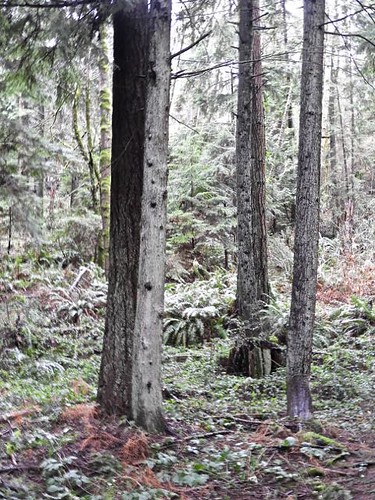 Douglas Fir forest, Washington, Pacific Northwest.