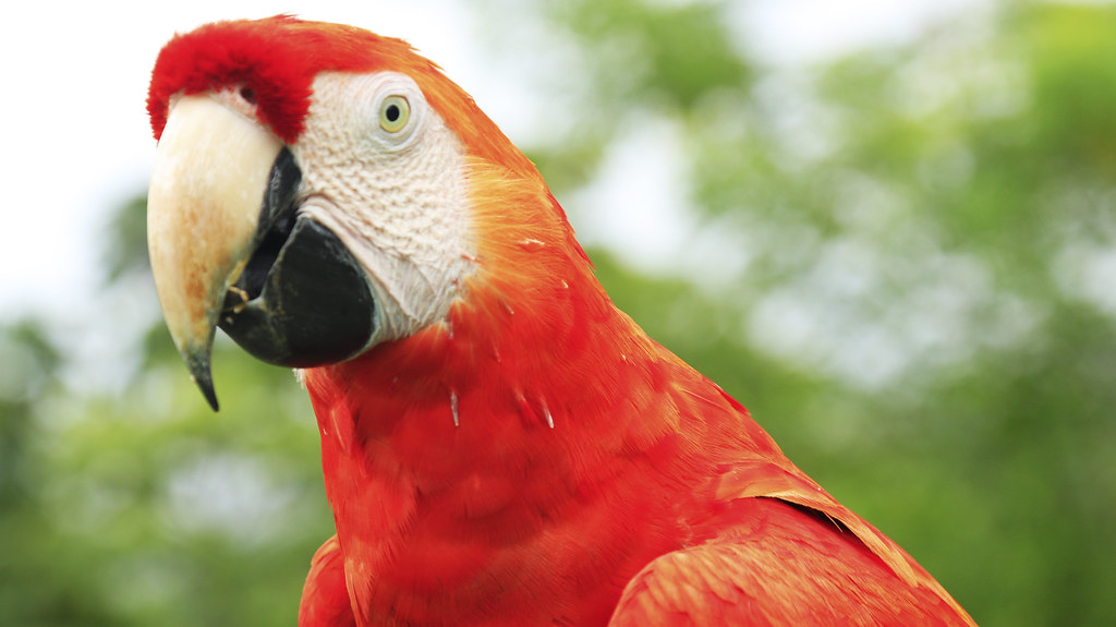 Aras de Macao, perroquet rouge du Costa Rica