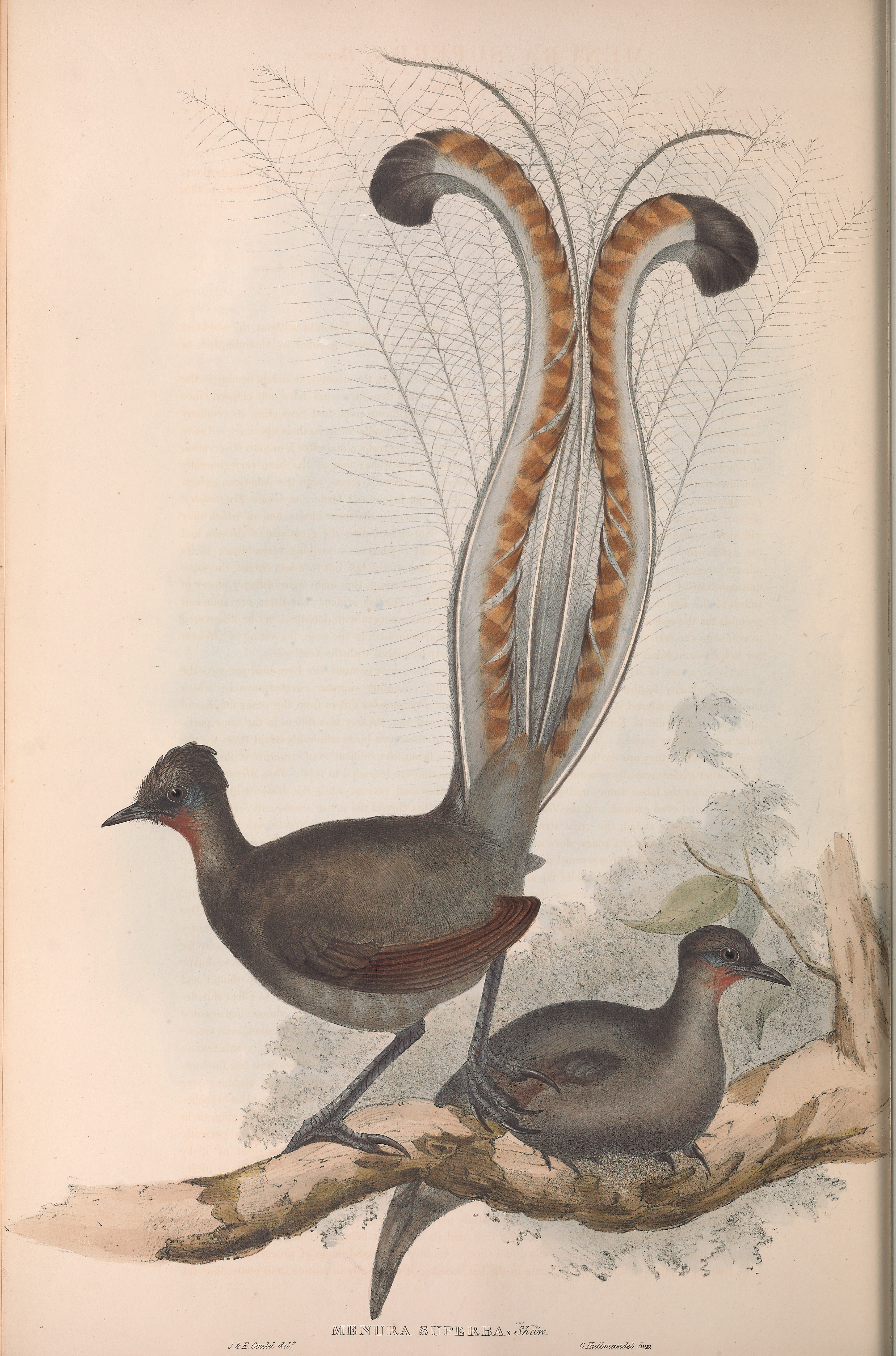 John Gould's painting of lyrebird (Menura novaehollandiae)specimens at the British Museum which had been prepared for display by a taxidermist who had never seen a live lyrebird, with the result that, unfortunately, the tail in the display is not accurate within this painting, circa 1848.