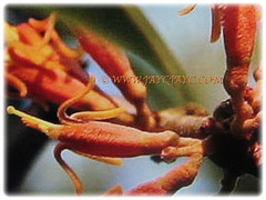 Beautiful bisexual flowers of Dendrophthoe pentandra (Malayan Mistletoe, Mango Mistletoe, Mistletoe Plant), 28 Jan 2018