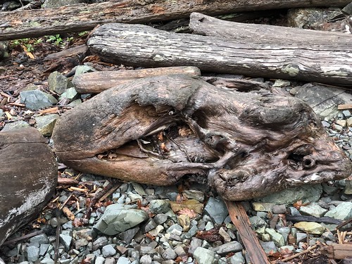 Nanaimo - Driftwood